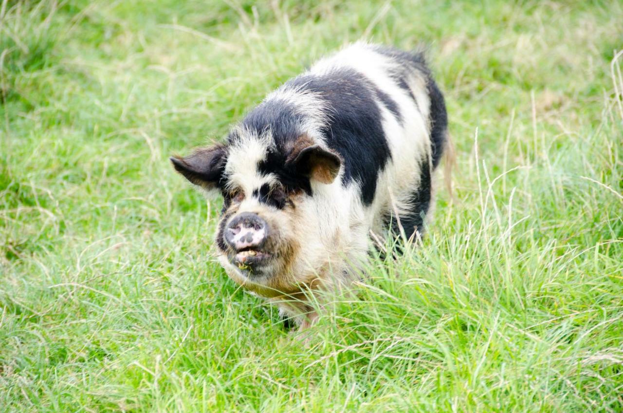 Sharlands Farm Holiday Cottages バッド エクステリア 写真